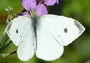 European Cabbage Butterfly by Mathesont