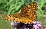Variegated Fritillary butterfly by auntie pauline