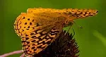 Great Spangled Fritillary butterfly by Wes Gibson
