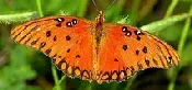 Gulf Fritillary butterfly by Steve Selwood