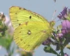 Clouded Sulpher butterfly by A Y Jackson