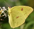 Cloudless Sulphur butterfly by Wade Franklin