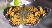 Pearl Crescent butterfly by mihradio