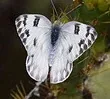 Checkered White butterfly by Ned Harris