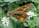 Fiery Skipper butterfly by stonebird