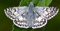 Checkered Skipper butterfly by bbum