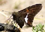Silver Spotted Skipper butterfly by David Hoffman