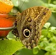 Buckeye butterfly by hubert k