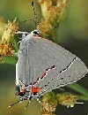 Gray Hairstreak butterfly by jerry oldenttel