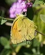 Sleepy Orange butterfly by Lance and Erin