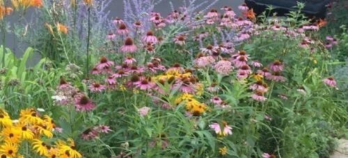 Native Perennial Garden