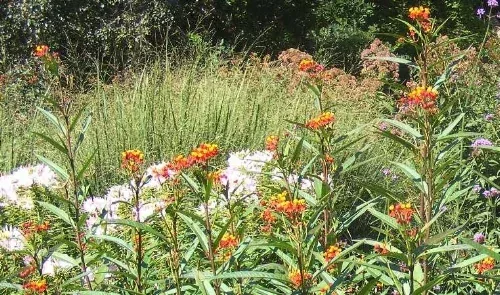 Prairie Garden