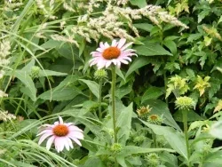 Echinacea purpurea Coneflower by Midwest Gardening