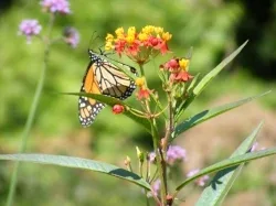 Butterfly Weed by Midwest Gardening