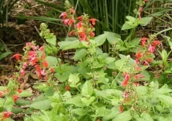 Cardinal Flower by Midwest Gardening