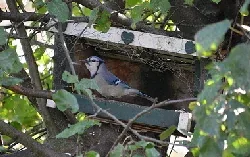 Bird feeder by Jeff Dallien
