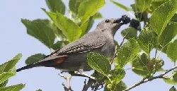 Gray Catbird by Henry McLIn