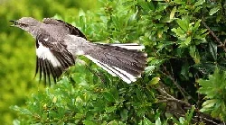 Mockingbird exiting nesting spot by Mike