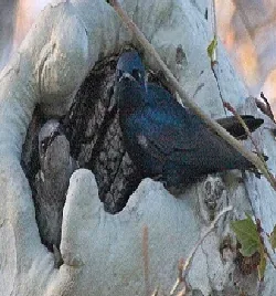 Purple Martins nesting in tree cavity by Teddy Lovett 1