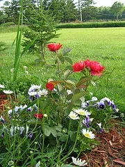 daisies, pansies and Morden Fireglow roses