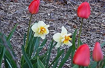 Spring has sprung by Midwest Gardening