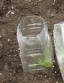 seedling protector