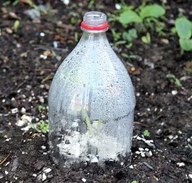 Bottle cloche by Molly