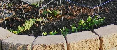 Beans and Pea sprouts by Midwest Gardening