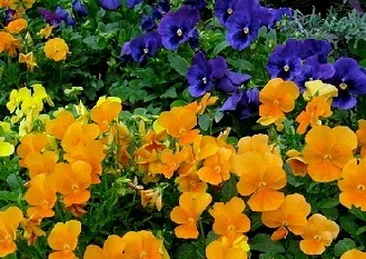 Pansies by Jeff Stvan