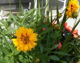 Annual Coreopsis by Midwest Gardening