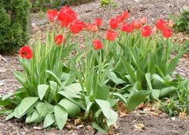 Tulips by Midwest Gardening