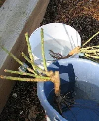 Bare root rose by Beedle Um Bum