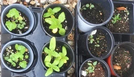 Harden off seedlings by Midwest Gardening