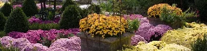Fall mum blooms by sarae