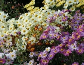 Fall garden by orchidgalore
