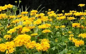 Heliopsis by couneika