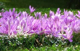 Autumn Crocus by garden beth