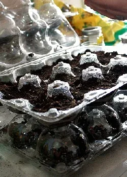 Start seeds in apple tray by Andrea Parrish Geyer