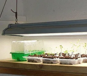 starting seeds under florescent light by nociveglia