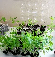 Ready to transplant by Andrea Parrish