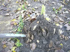 Digging up the Dahlias 1