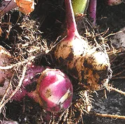 Calla Lilly Bulbs 1