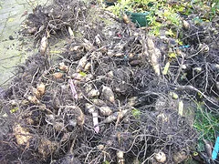Labeled Dahlia Tubers 1