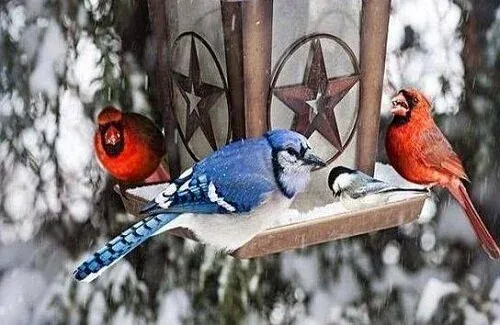 Winter feeding