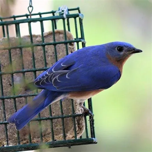 suet feeders