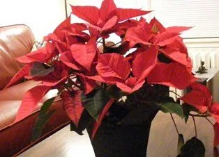 Red Poinsettia by Midwest Gardening