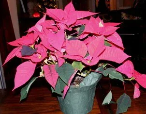 Pink Poinsettia by Midwest Gardening