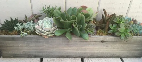Succulent Container by Midwest Gardening