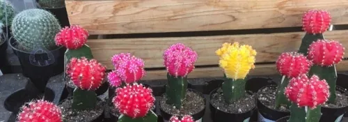 Succulent Plants by Midwest Gardening