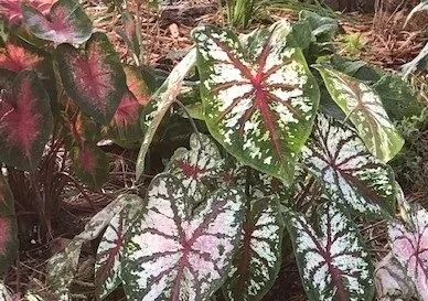 Caladium tubers by Midwest Gardening